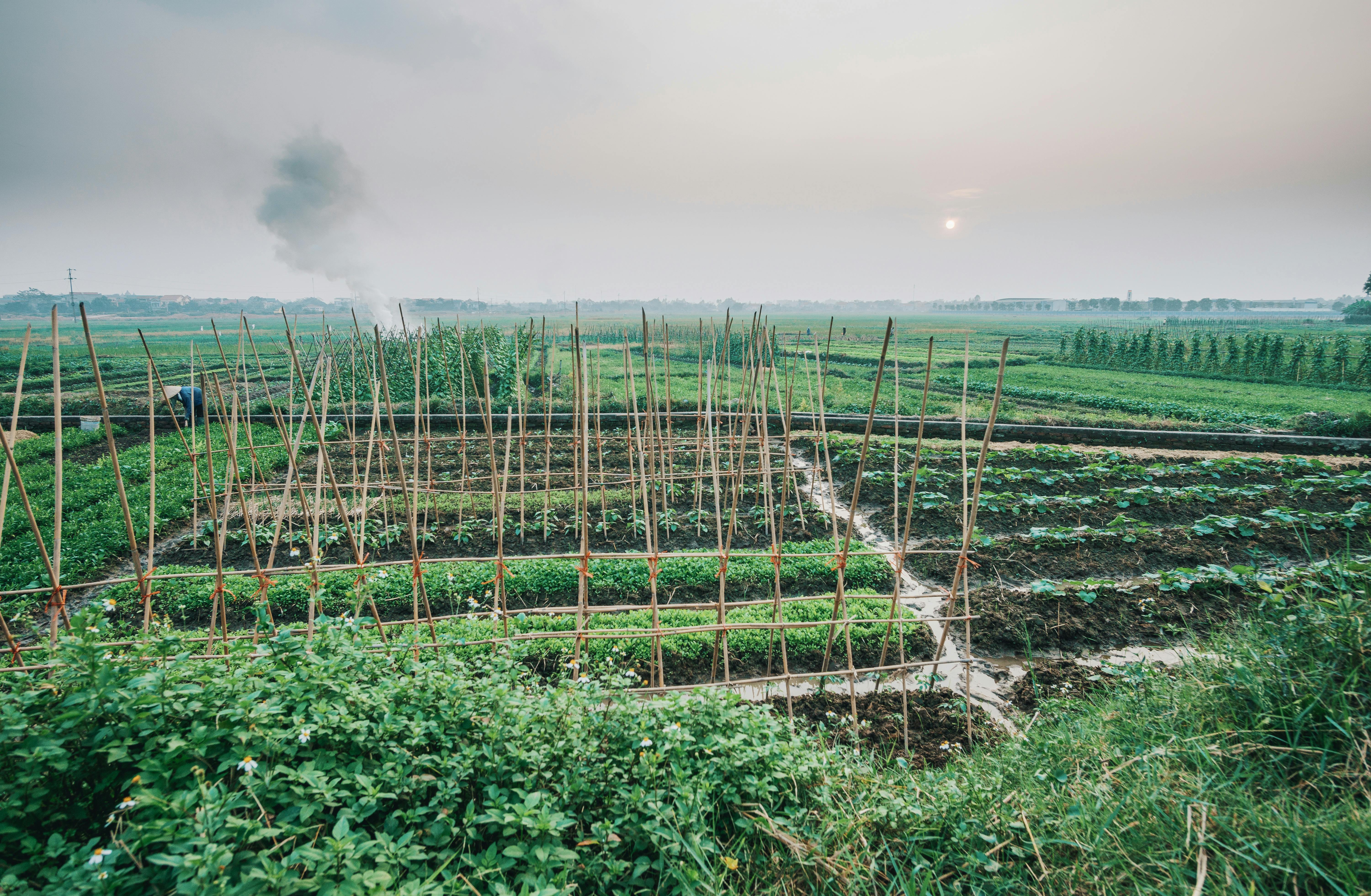 Veggie Garden